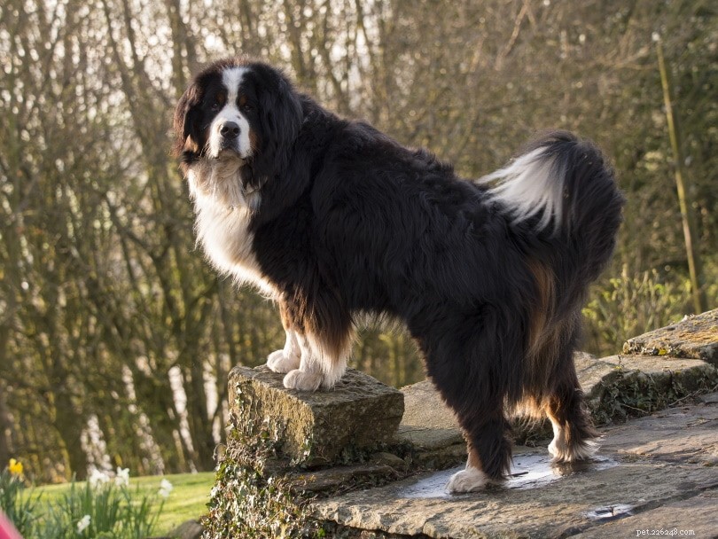 Bernese Mountain Dog Differences: Male vs Female – Traits, Temperament & Care