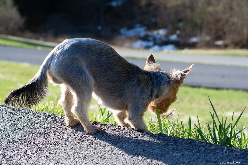 Vet-Approved: 10 Key Reasons Dogs Eat Grass