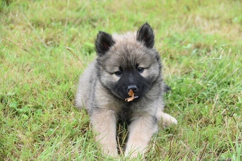 Vet-Approved: 10 Key Reasons Dogs Eat Grass