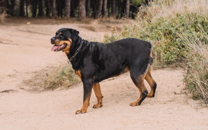 Rottweiler Varieties Explained: German, American, and Roman Breeds
