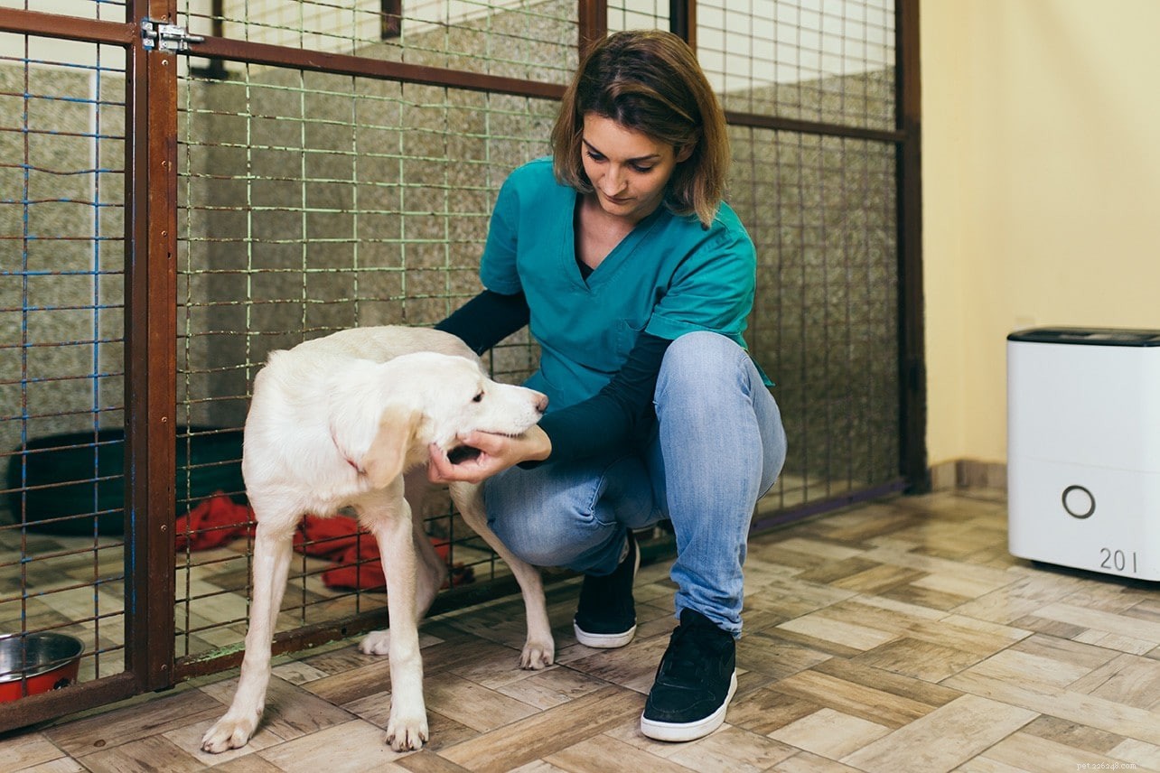 Stop Your Dog from Refusing to Poop Outside: Expert Solutions