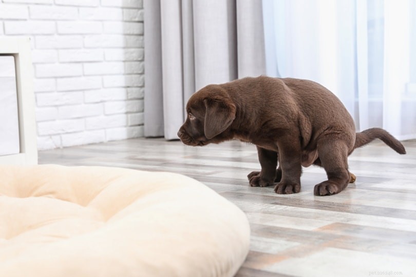 Stop Your Dog from Refusing to Poop Outside: Expert Solutions