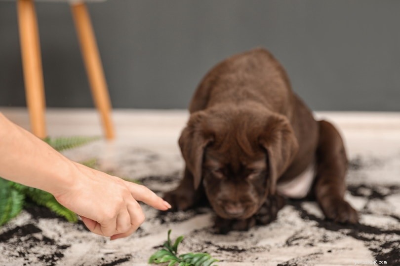 Stop Your Dog from Refusing to Poop Outside: Expert Solutions