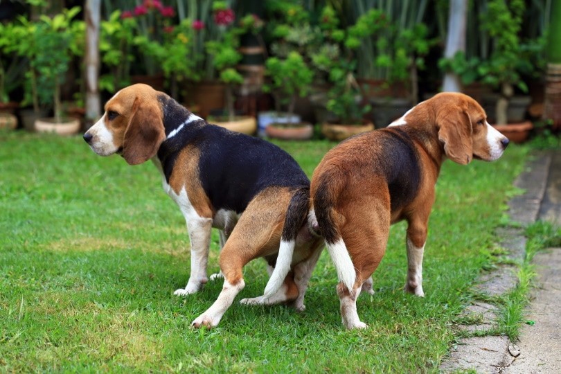 How to Safely Release Your Dog After Mating: 2 Proven Methods