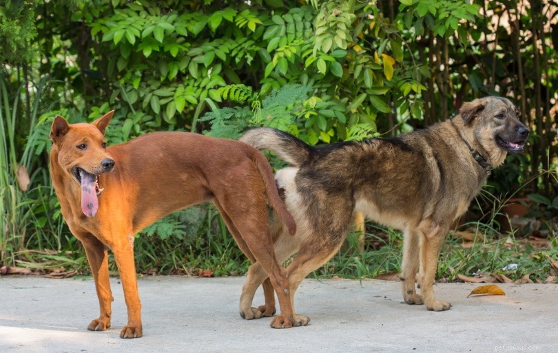 How to Safely Release Your Dog After Mating: 2 Proven Methods