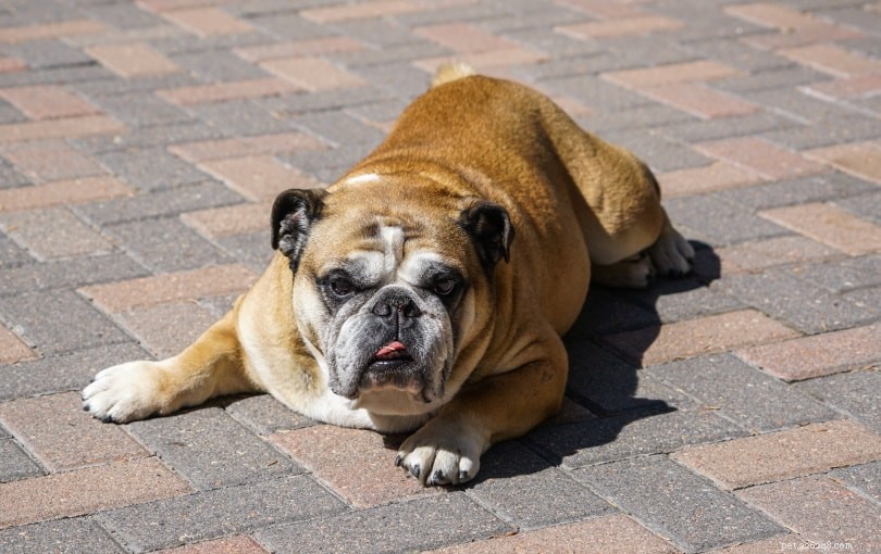 How to Safely Release Your Dog After Mating: 2 Proven Methods