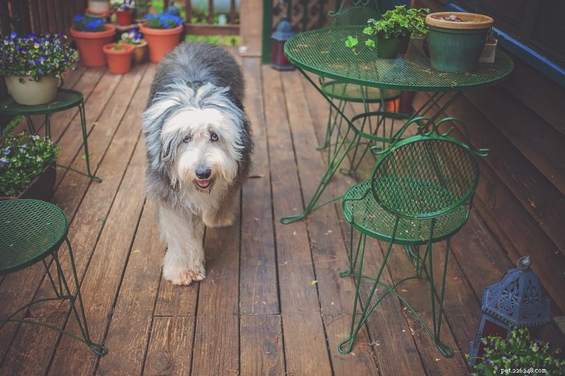 Old English Sheepdog Ownership Costs: 2024 Price Guide & Budget Tips