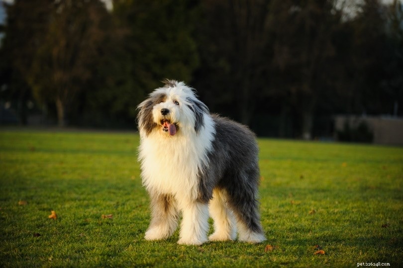 Old English Sheepdog Ownership Costs: 2024 Price Guide & Budget Tips