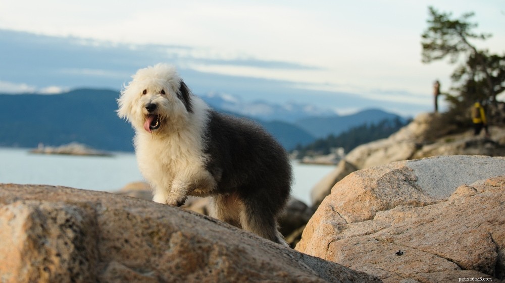 Old English Sheepdog Ownership Costs: 2024 Price Guide & Budget Tips