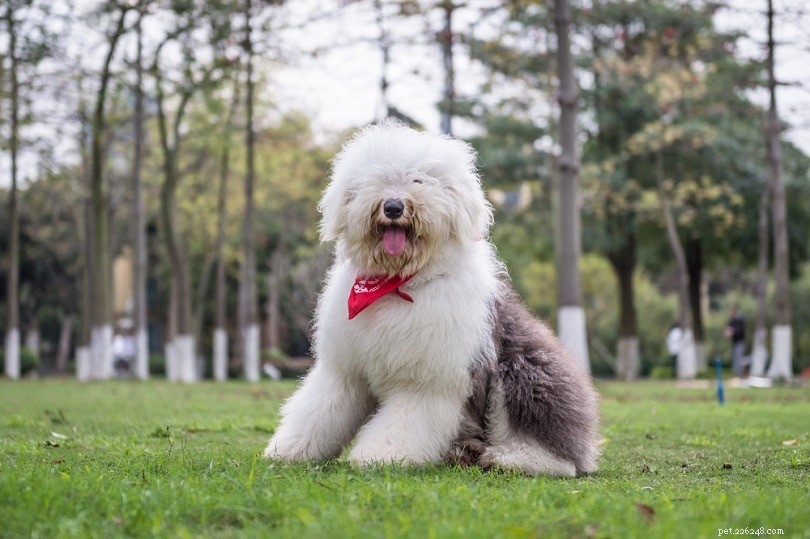Old English Sheepdog Ownership Costs: 2024 Price Guide & Budget Tips