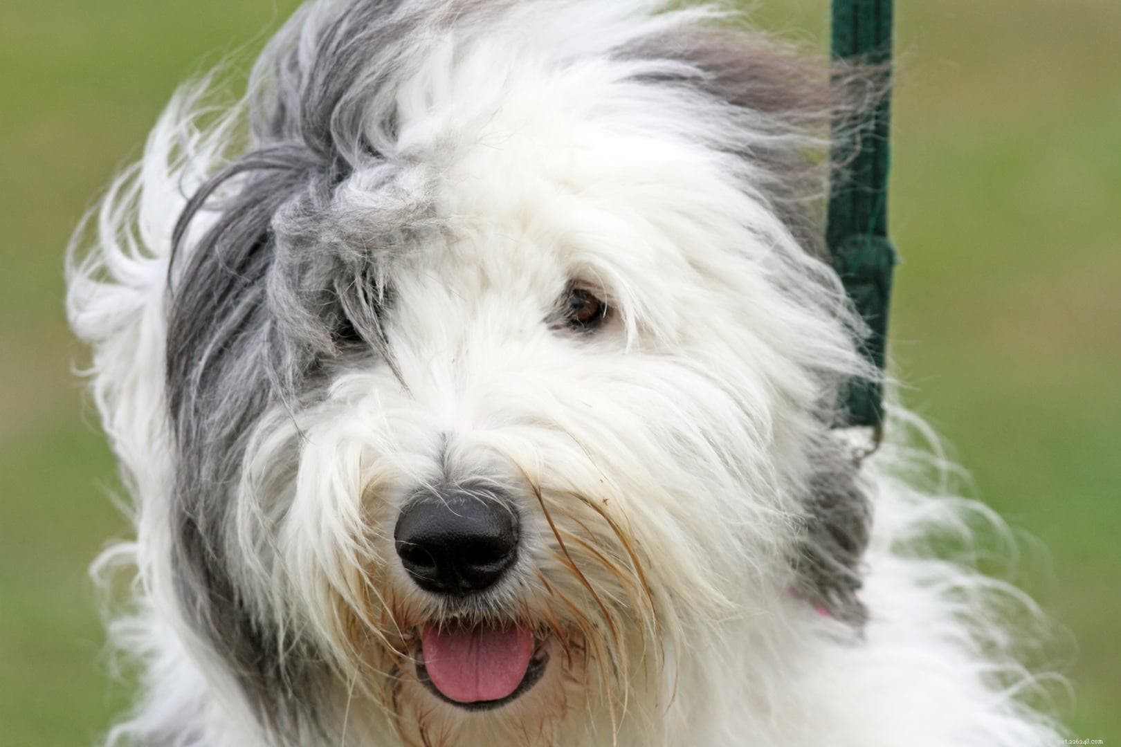 Old English Sheepdog Ownership Costs: 2024 Price Guide & Budget Tips