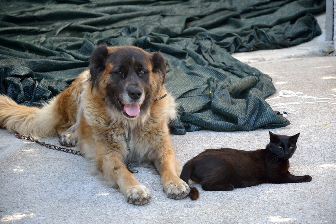 Cats and Dogs Can t Interbreed: Why Mixed Pets Don’t Reproduce