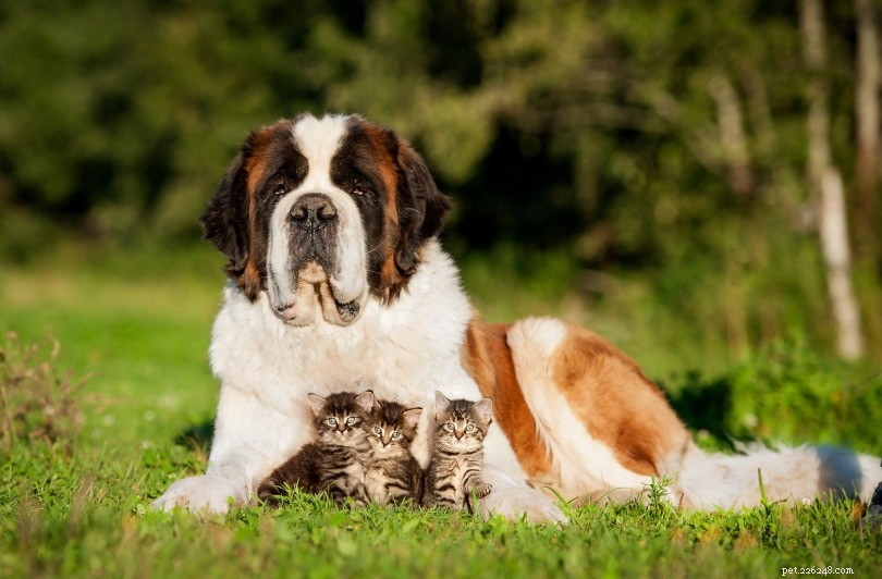 Cats and Dogs Can t Interbreed: Why Mixed Pets Don’t Reproduce