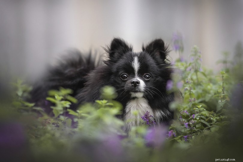 Can Dogs Benefit From Catnip? Understanding Its Effects and Safety