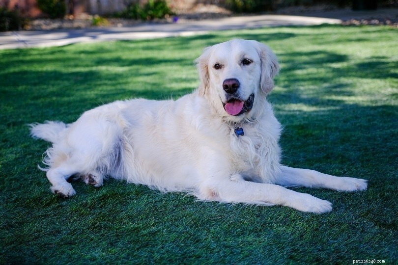 Are Golden Retrievers Effective Guard Dogs? A Comprehensive Review