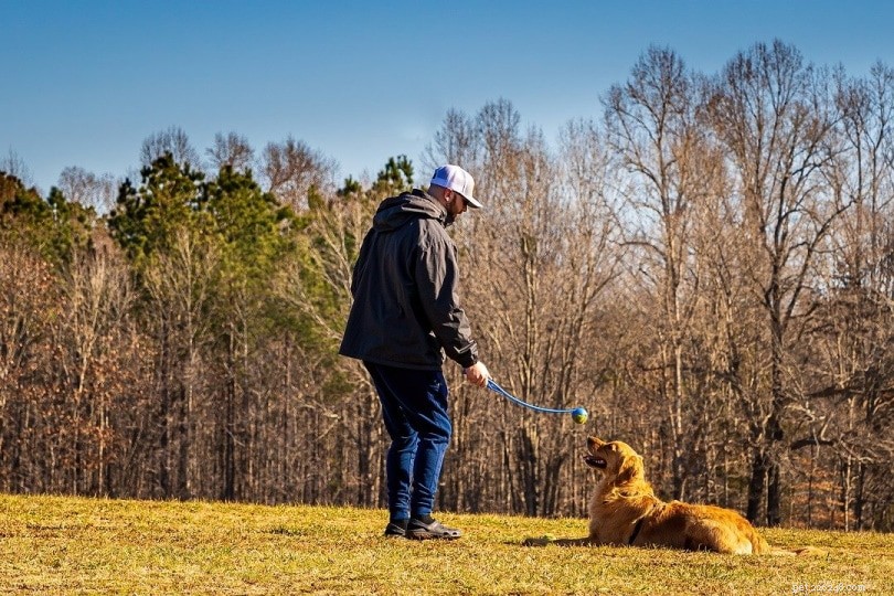 Are Golden Retrievers Hyperactive? What New Owners Should Know
