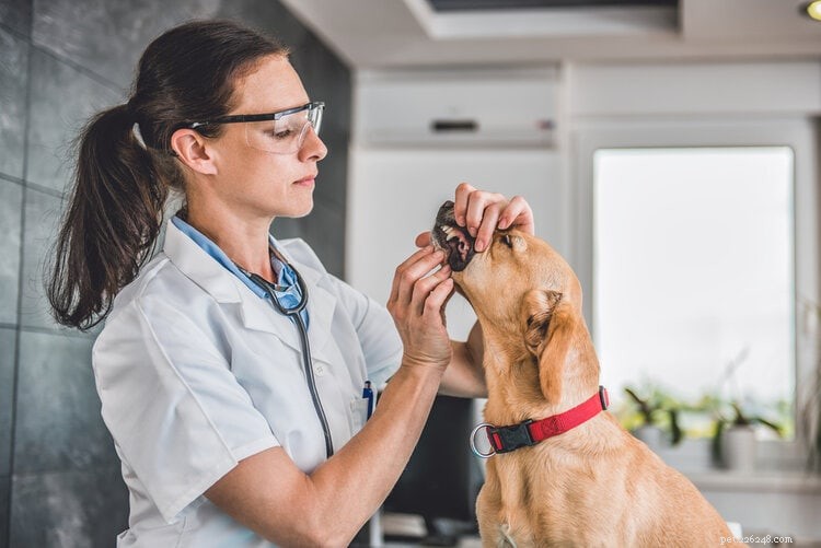 13 Vet-Backed Reasons Why Dogs Lick the Air