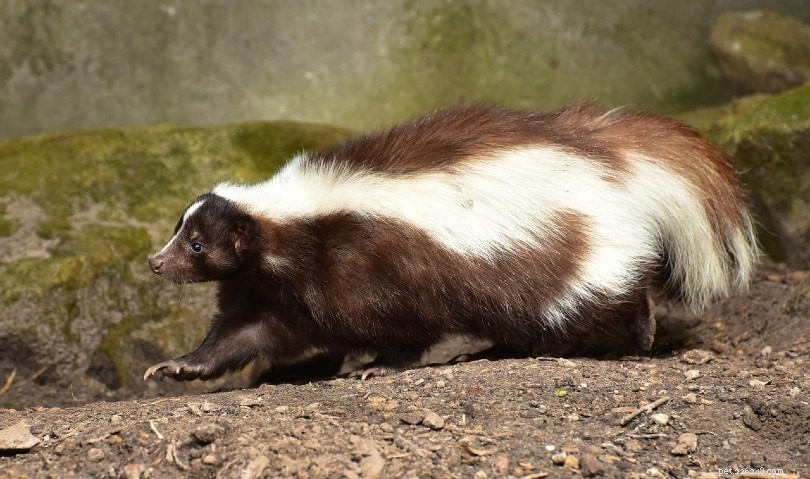 Dog Got Skunked? Vet-Approved Steps to Safely Remove Odor