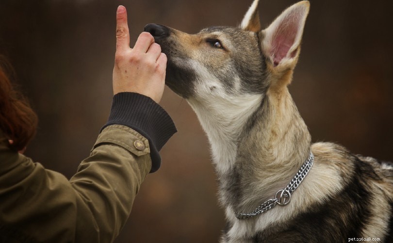 13 Proven Ways to Calm Your Dog During Fireworks