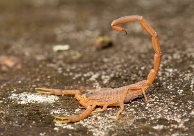 How to Safely Treat a Dog Stung by a Scorpion – Vet‑Approved Steps