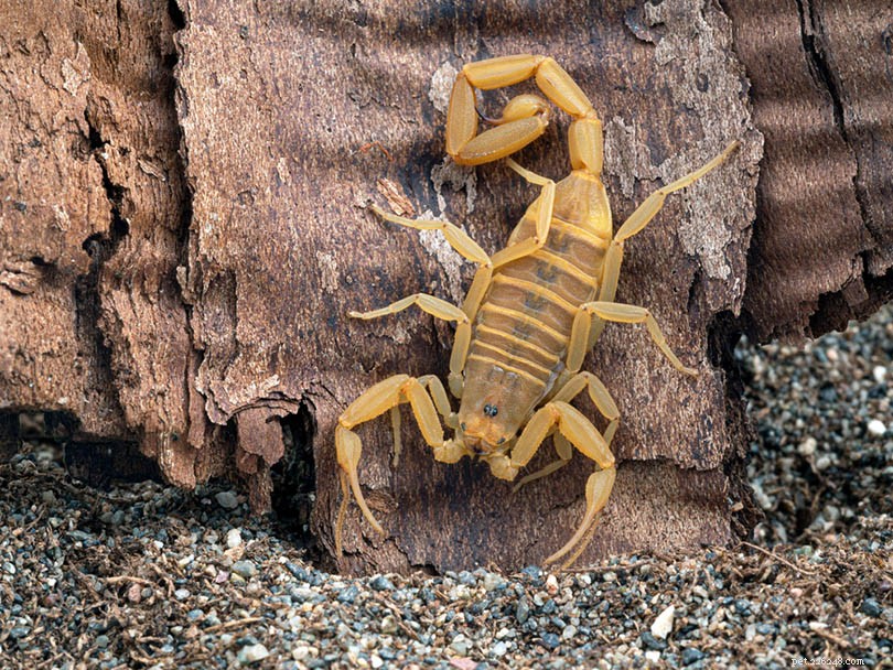How to Safely Treat a Dog Stung by a Scorpion – Vet‑Approved Steps
