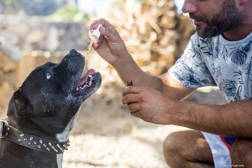 How to Safely Treat a Dog Stung by a Scorpion – Vet‑Approved Steps