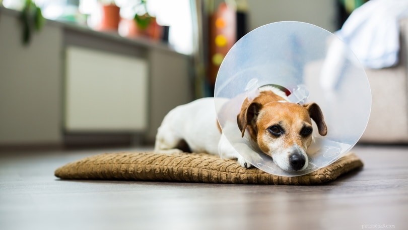 How to Safely Treat a Dog Stung by a Scorpion – Vet‑Approved Steps