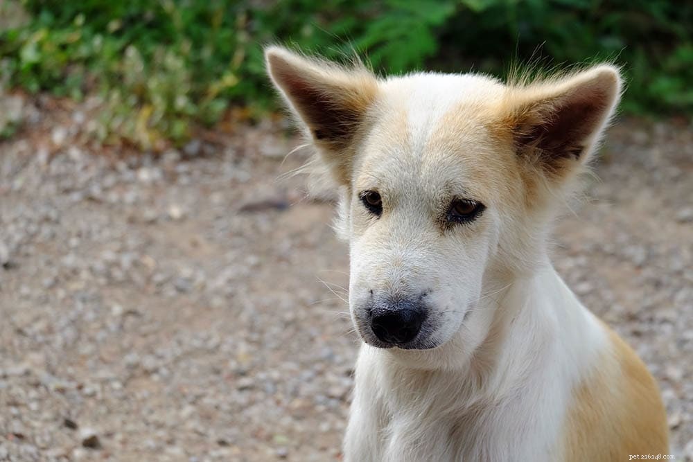 Immediate Care Steps If Your Dog Gets Stung by a Bee or Wasp