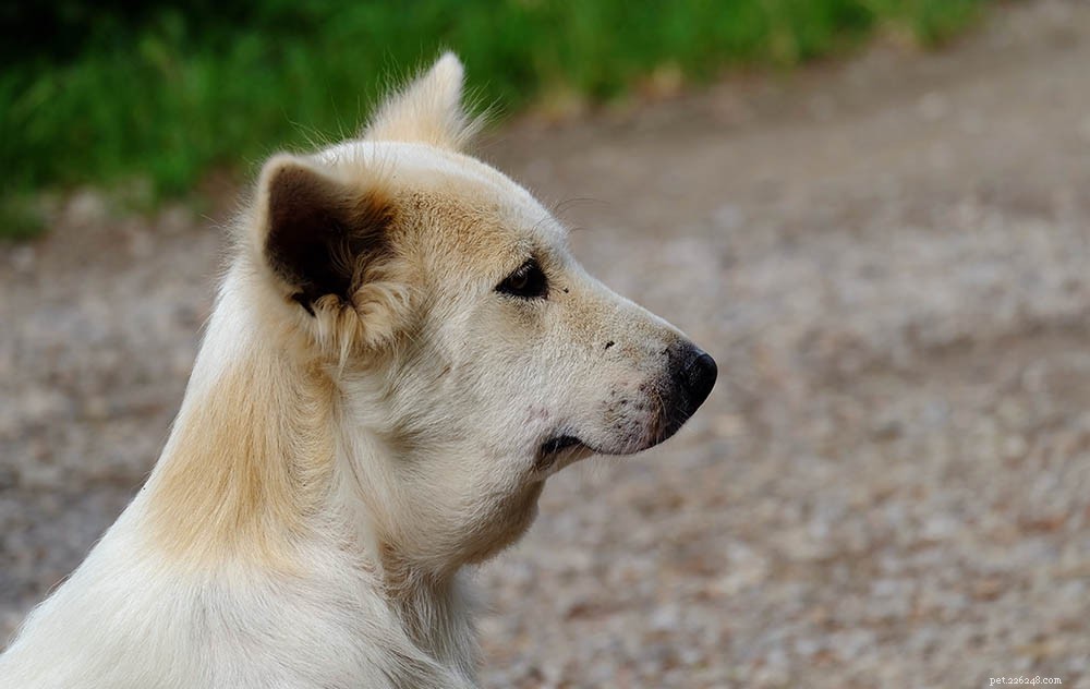 Immediate Care Steps If Your Dog Gets Stung by a Bee or Wasp