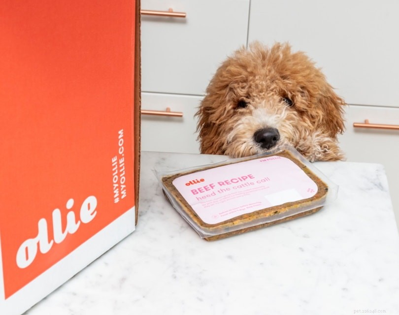 Ollie vs. Farmer’s Dog: 2022 Review of the Best Fresh Dog Food