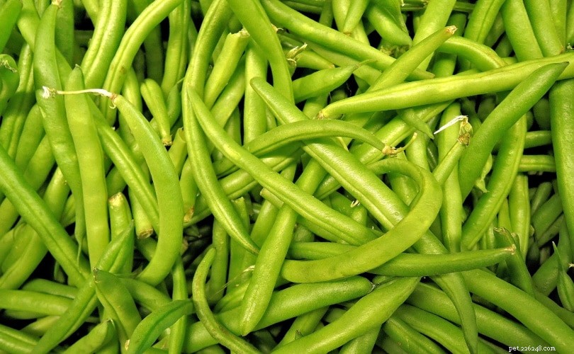6 Essential Fiber Sources for Dogs – Daily Intake Guide