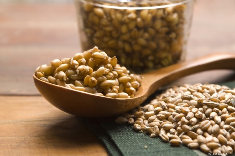 6 Essential Fiber Sources for Dogs – Daily Intake Guide