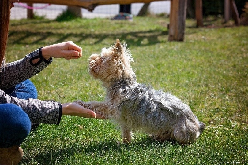 20 Essential Dog Statistics Every Pet Lover Should Know (2024 Edition)