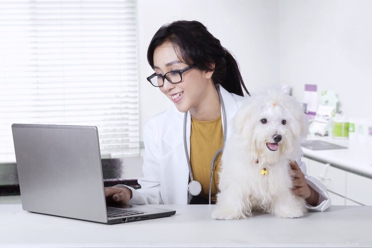 20 Essential Dog Statistics Every Pet Lover Should Know (2024 Edition)