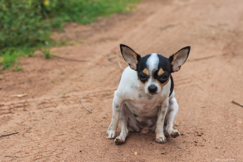 What Causes Dogs to Scoot? Expert Vet Explanations & Solutions
