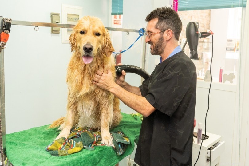 What Causes Dogs to Scoot? Expert Vet Explanations & Solutions