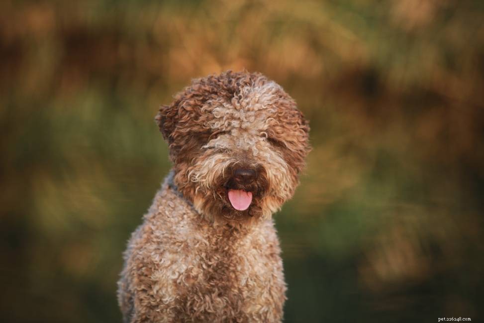 Top 10 Dog Breeds Ideal for Truffle Hunting