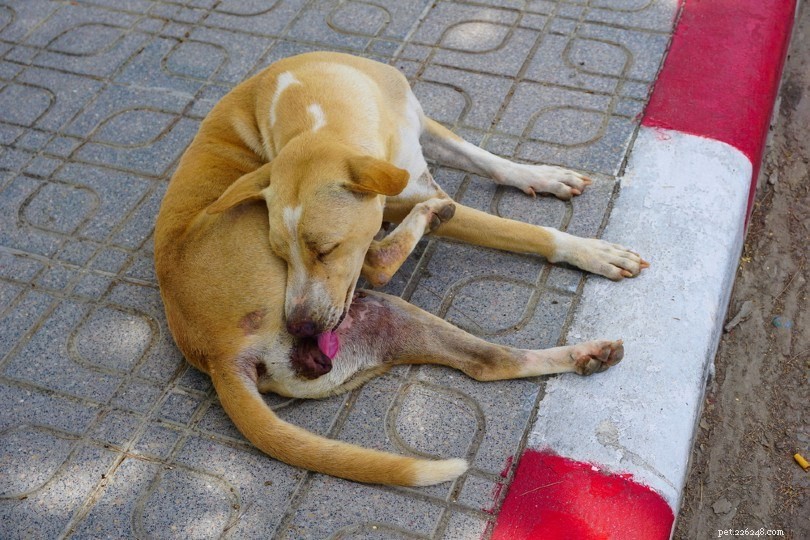 What Causes Dogs to Scoot? Expert Vet Explanations & Solutions