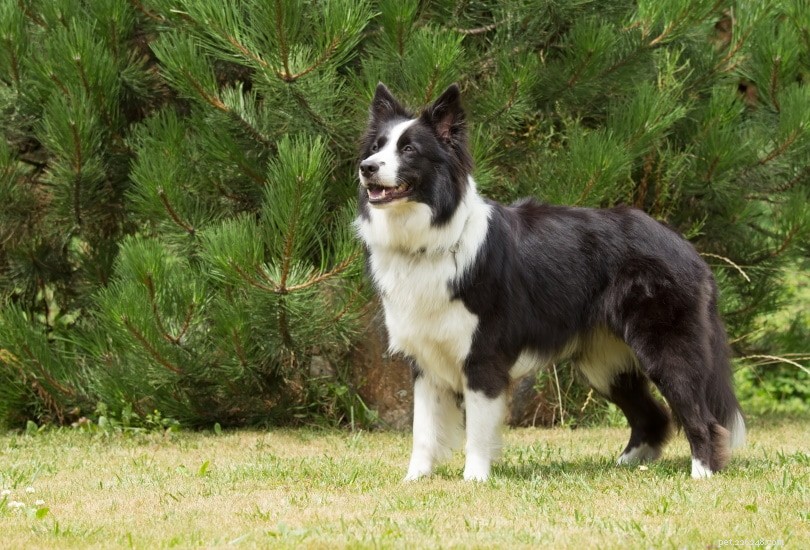 Top 10 Dog Breeds Ideal for Truffle Hunting