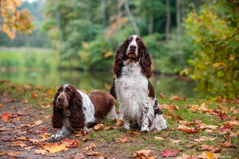 Top 10 Dog Breeds Ideal for Truffle Hunting