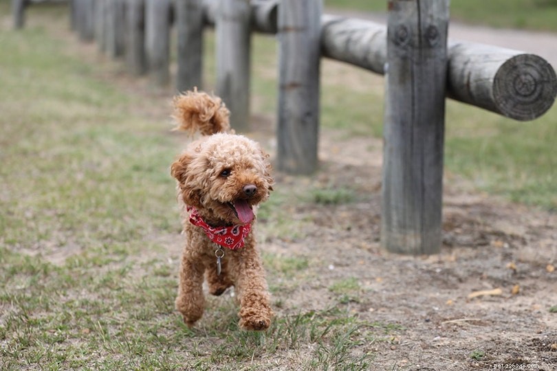 Top 10 Dog Breeds Ideal for Truffle Hunting