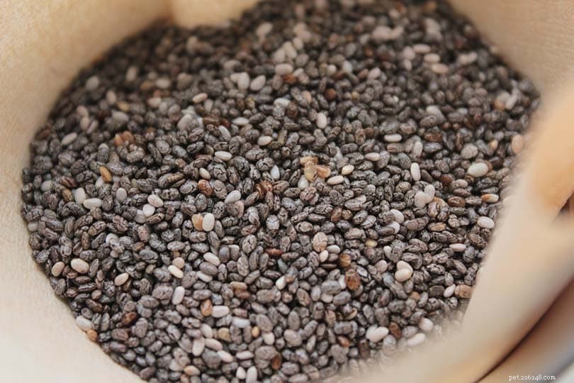 Vet-Approved Guide: Best Omega‑3 Sources for Dogs & Daily Requirements