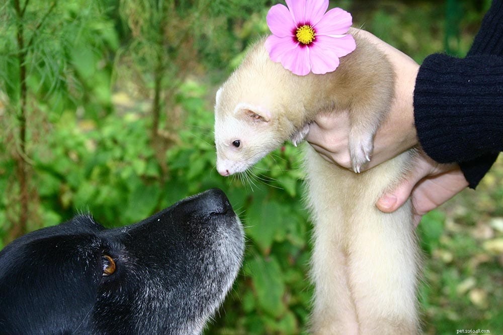 Can Dogs and Ferrets Coexist? Expert Guide to a Harmonious Household