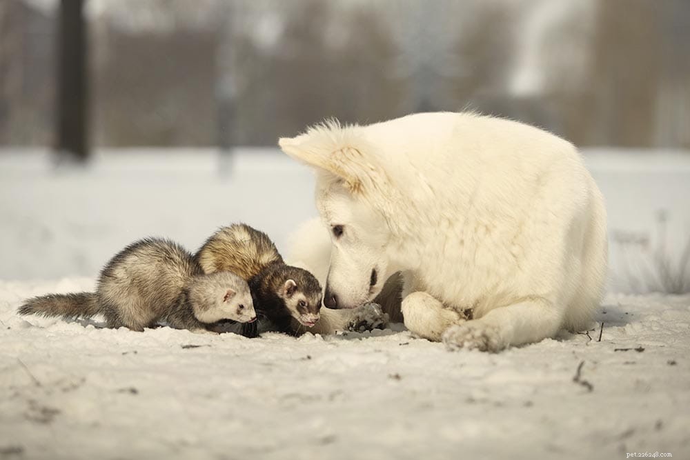 Can Dogs and Ferrets Coexist? Expert Guide to a Harmonious Household