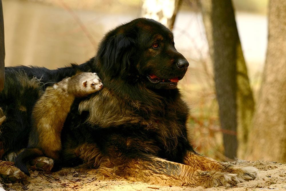 Can Dogs and Ferrets Coexist? Expert Guide to a Harmonious Household