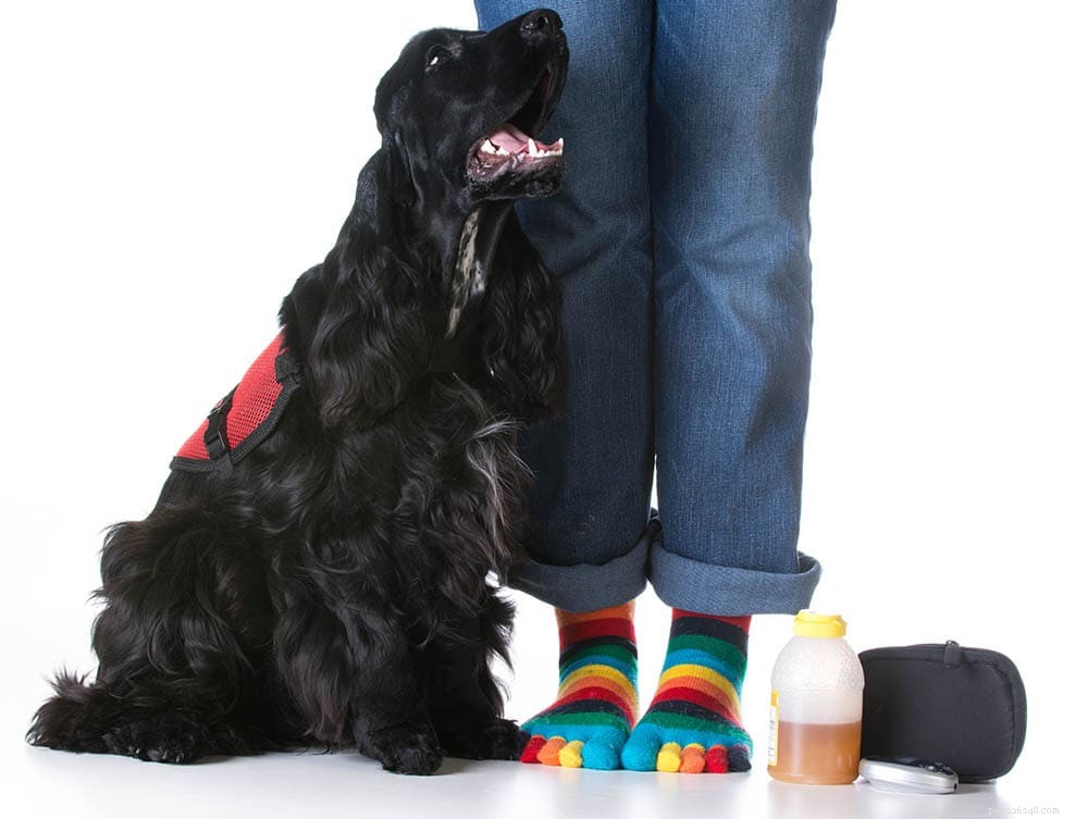 Discover 10 Service Dog Types & Their Essential Roles – Illustrated Guide