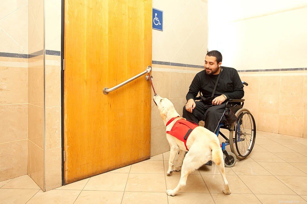 Discover 10 Service Dog Types & Their Essential Roles – Illustrated Guide