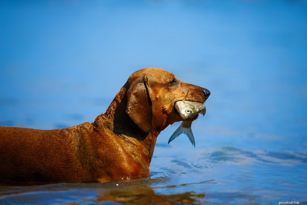 Top 7 Natural Taurine Sources for Dogs & Daily Intake Guidelines