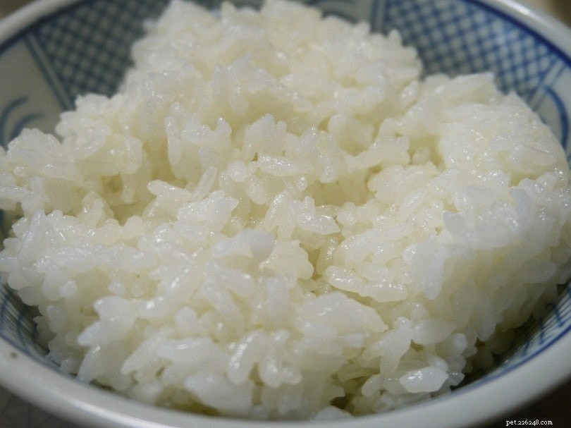 Top 6 Carbohydrate Sources for Dogs & Daily Intake Guidelines