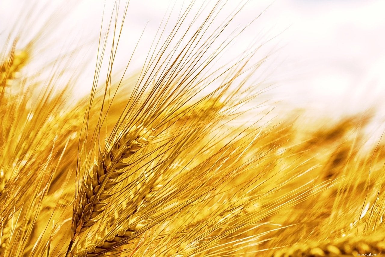 Top 6 Carbohydrate Sources for Dogs & Daily Intake Guidelines